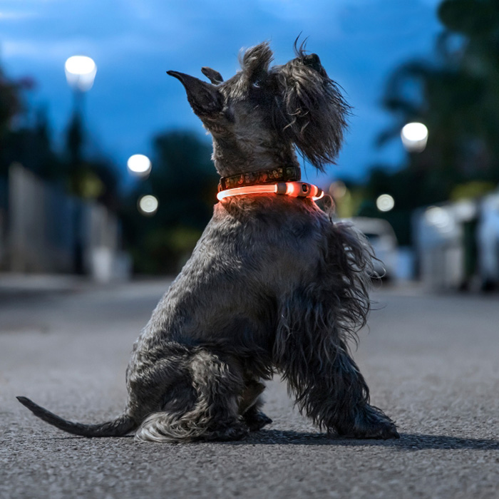 LED collar for pets Petlux InnovaGoods 2 x 65 cm